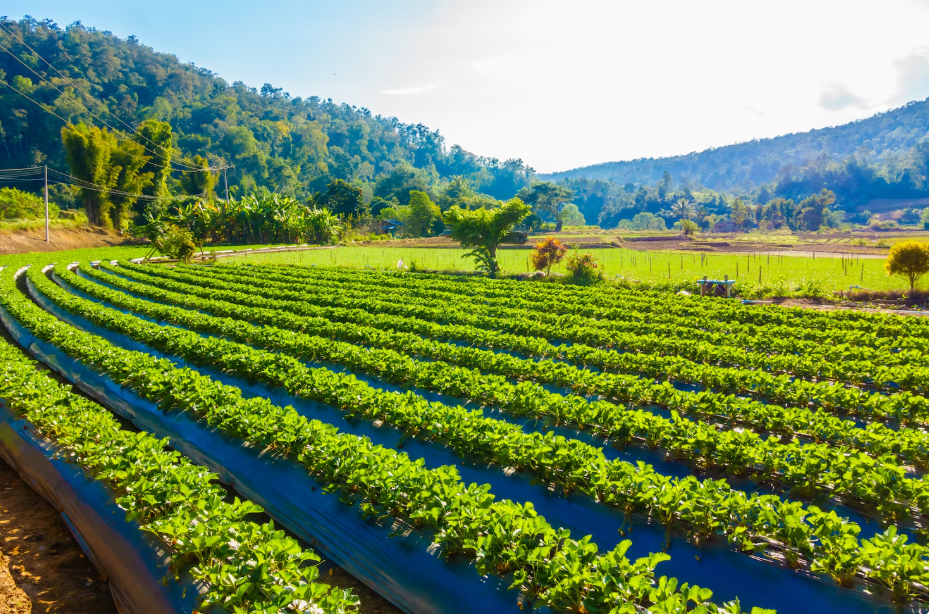 nisarga farms