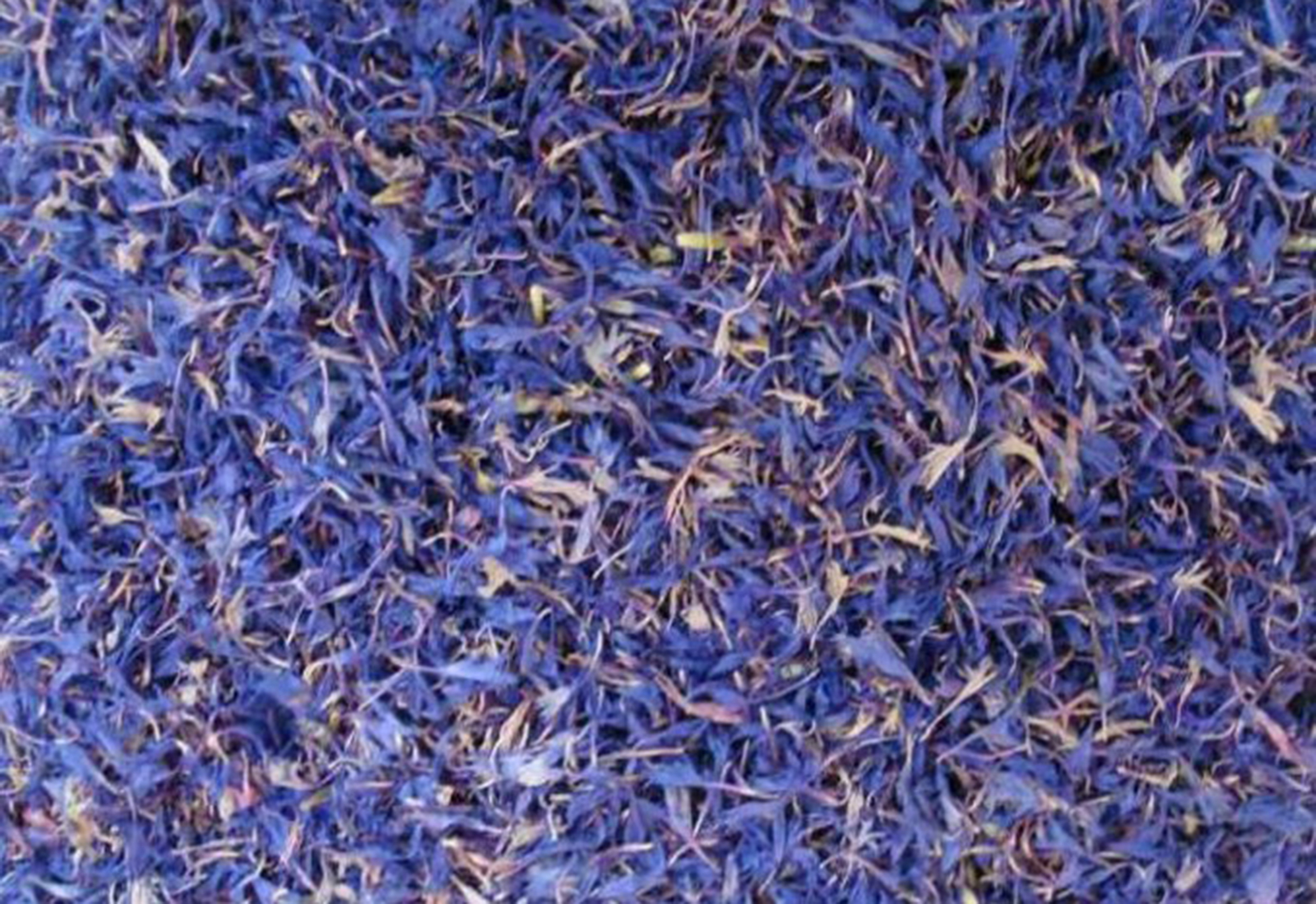 Blue corn