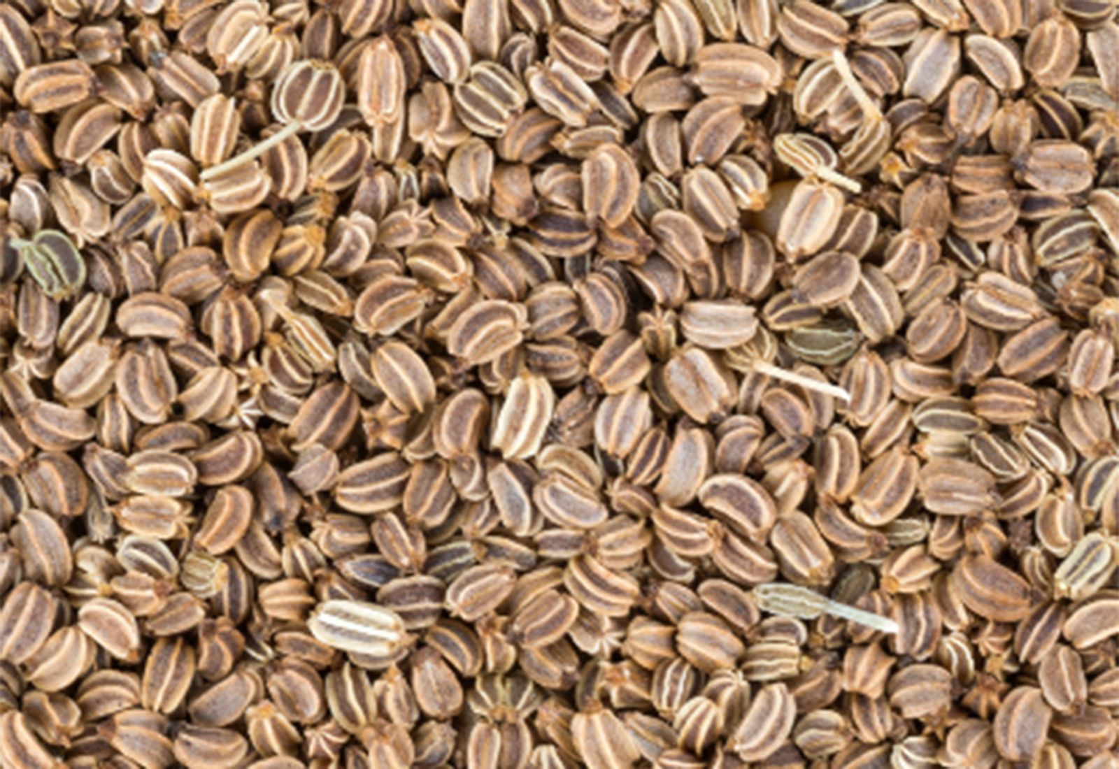 Celery Seeds