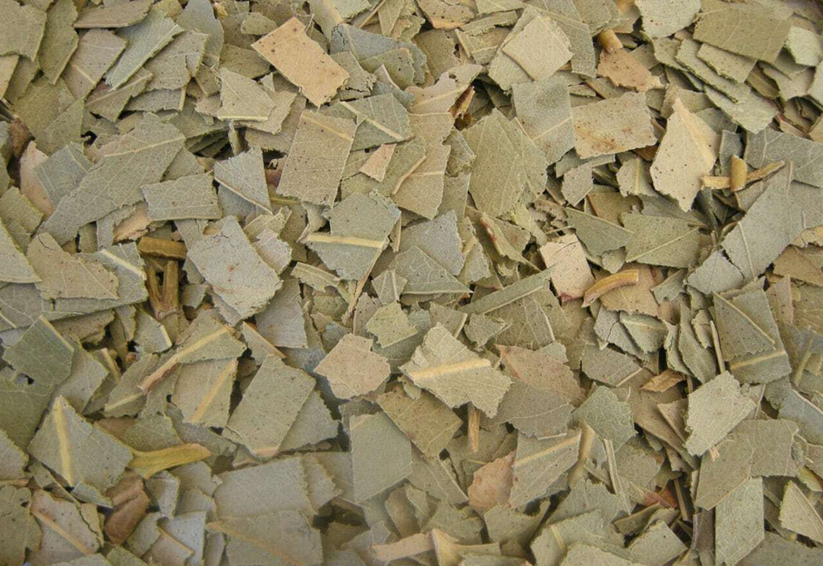 Eucalyptus leaves