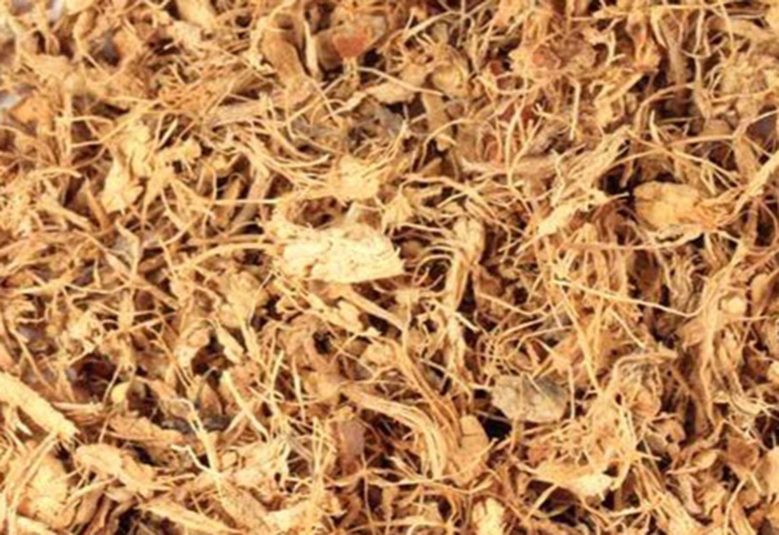 Greater galangal roots