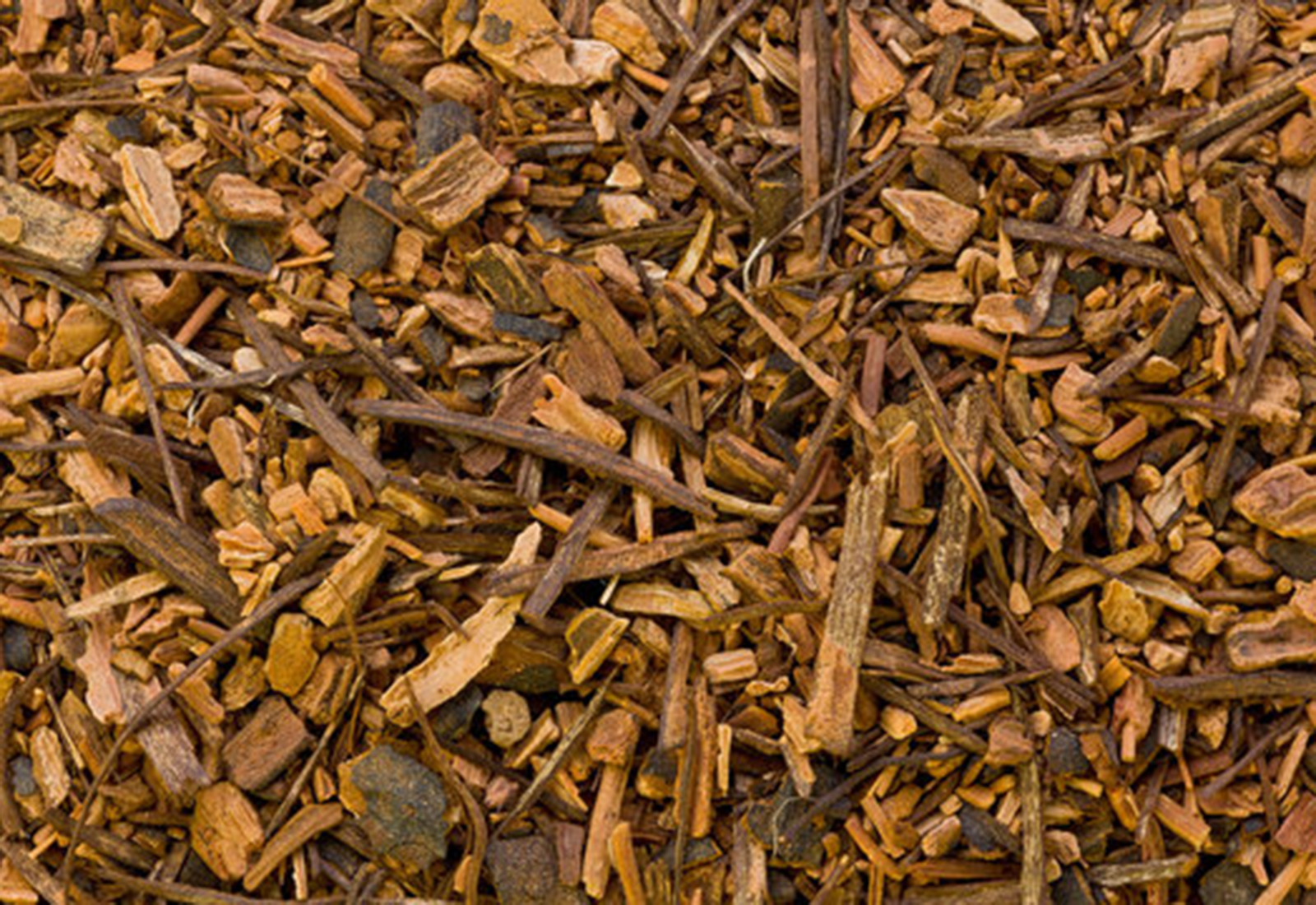 Indian sarsaparilla roots