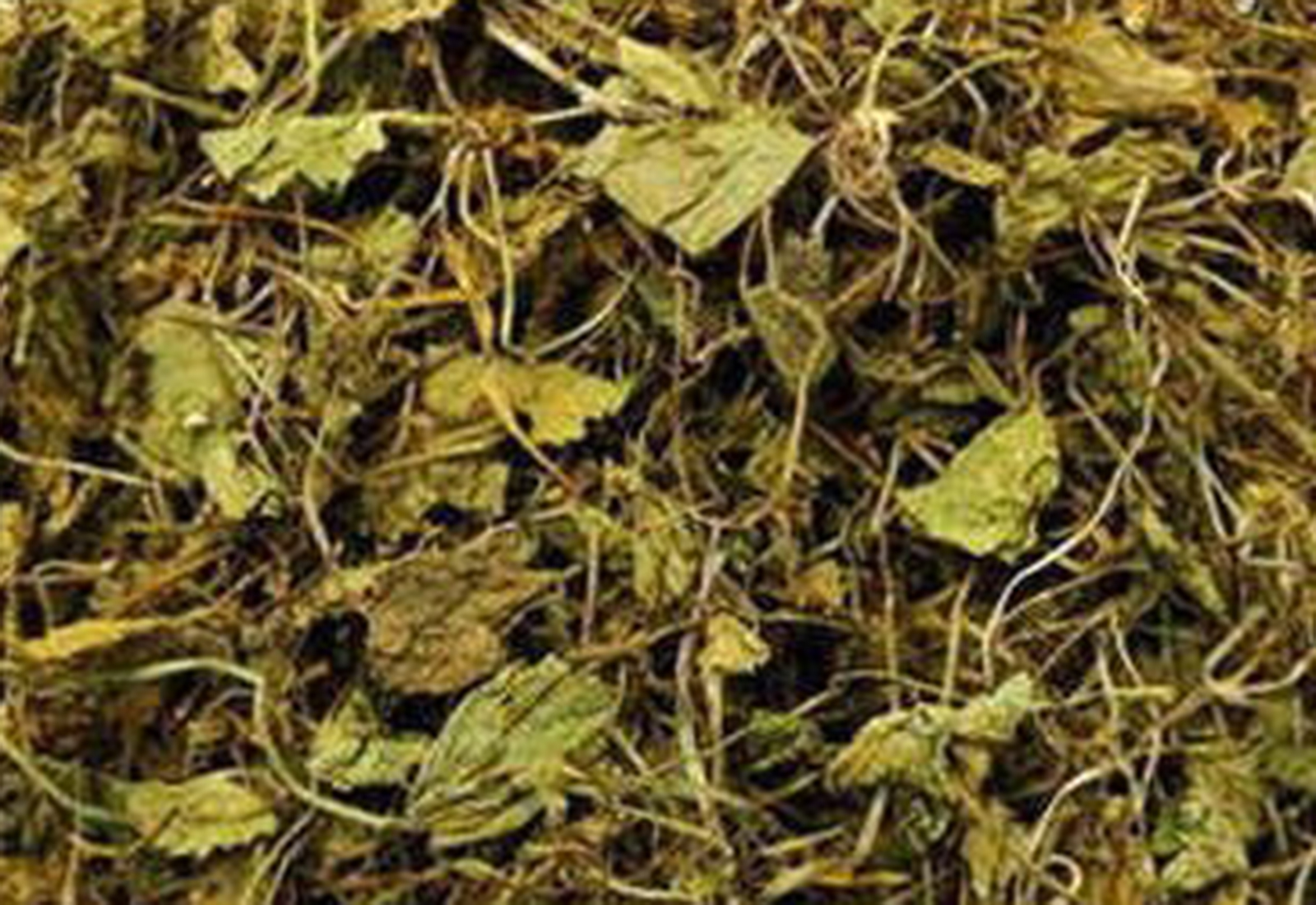 brahmi image