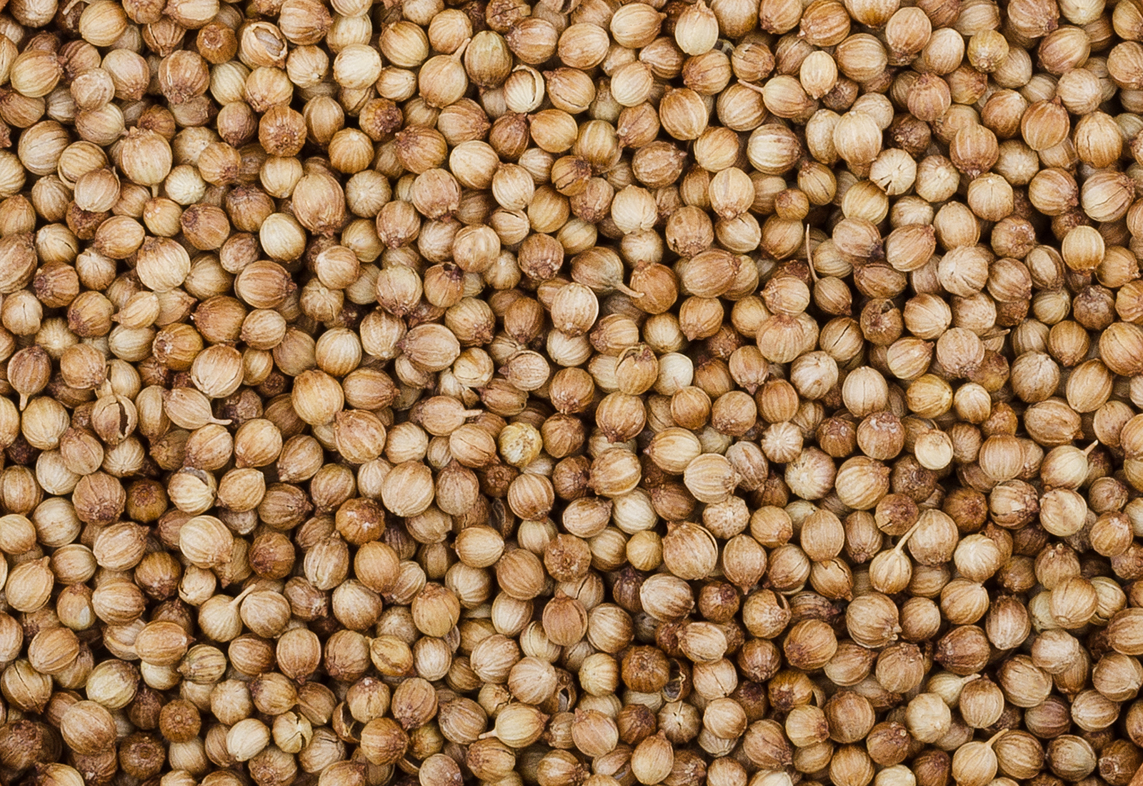 Coriander seeds in a bowl over white