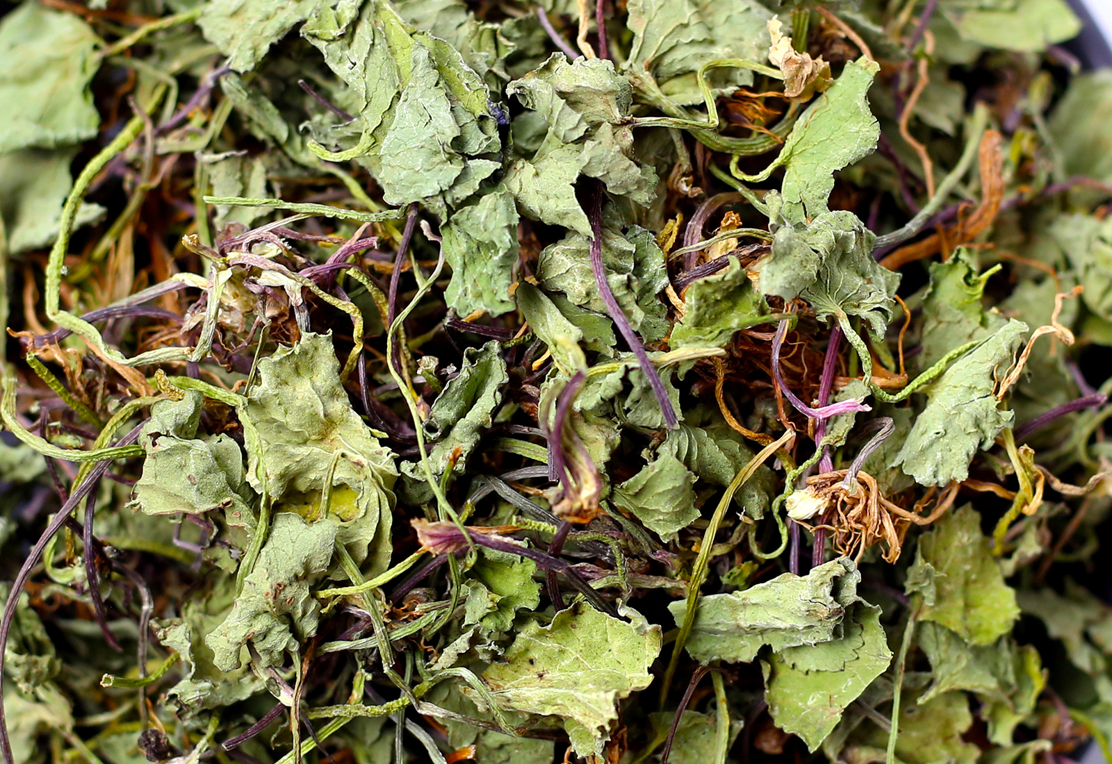 Dried gotu kola herb with leaves, stems, and roots