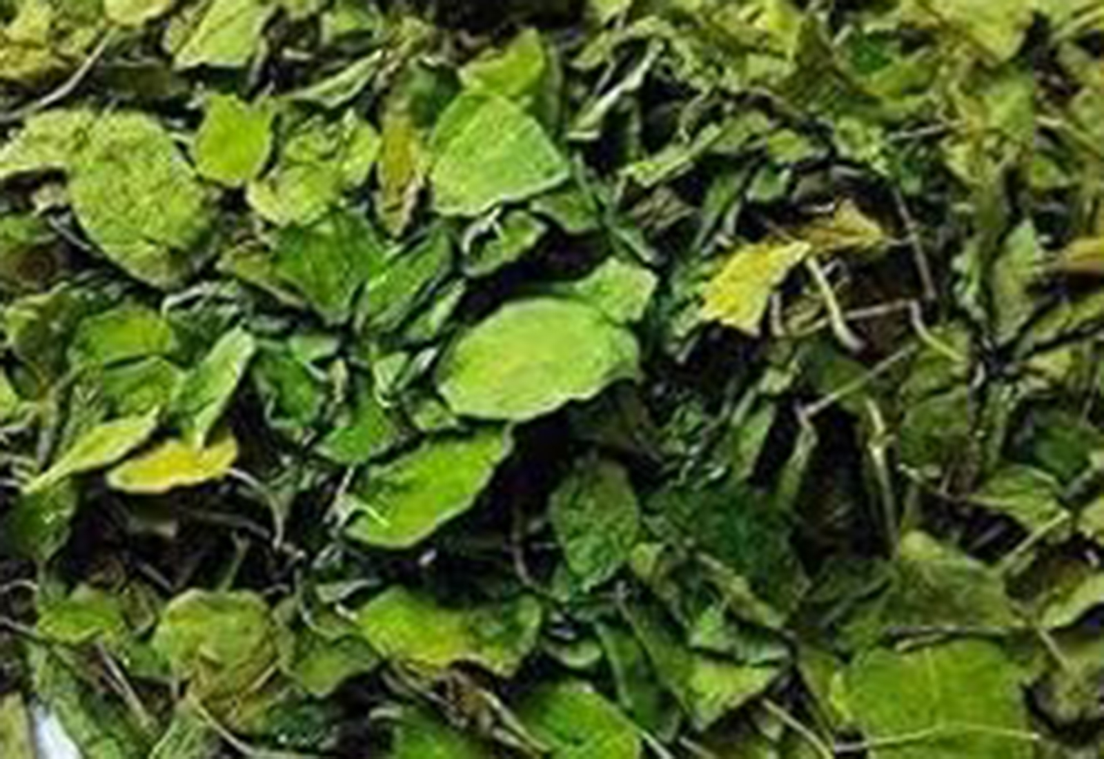 moringa