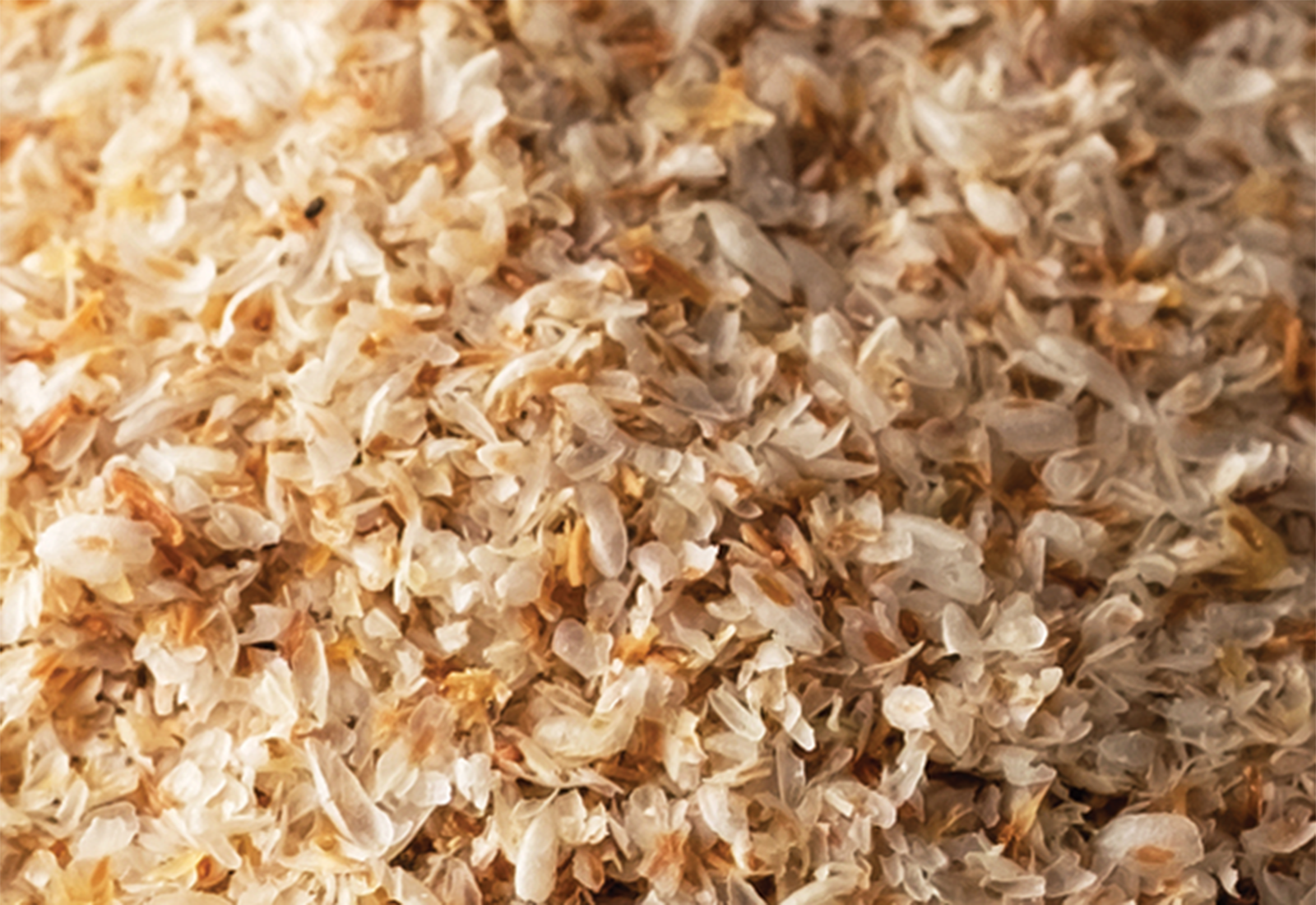 psyllium husk