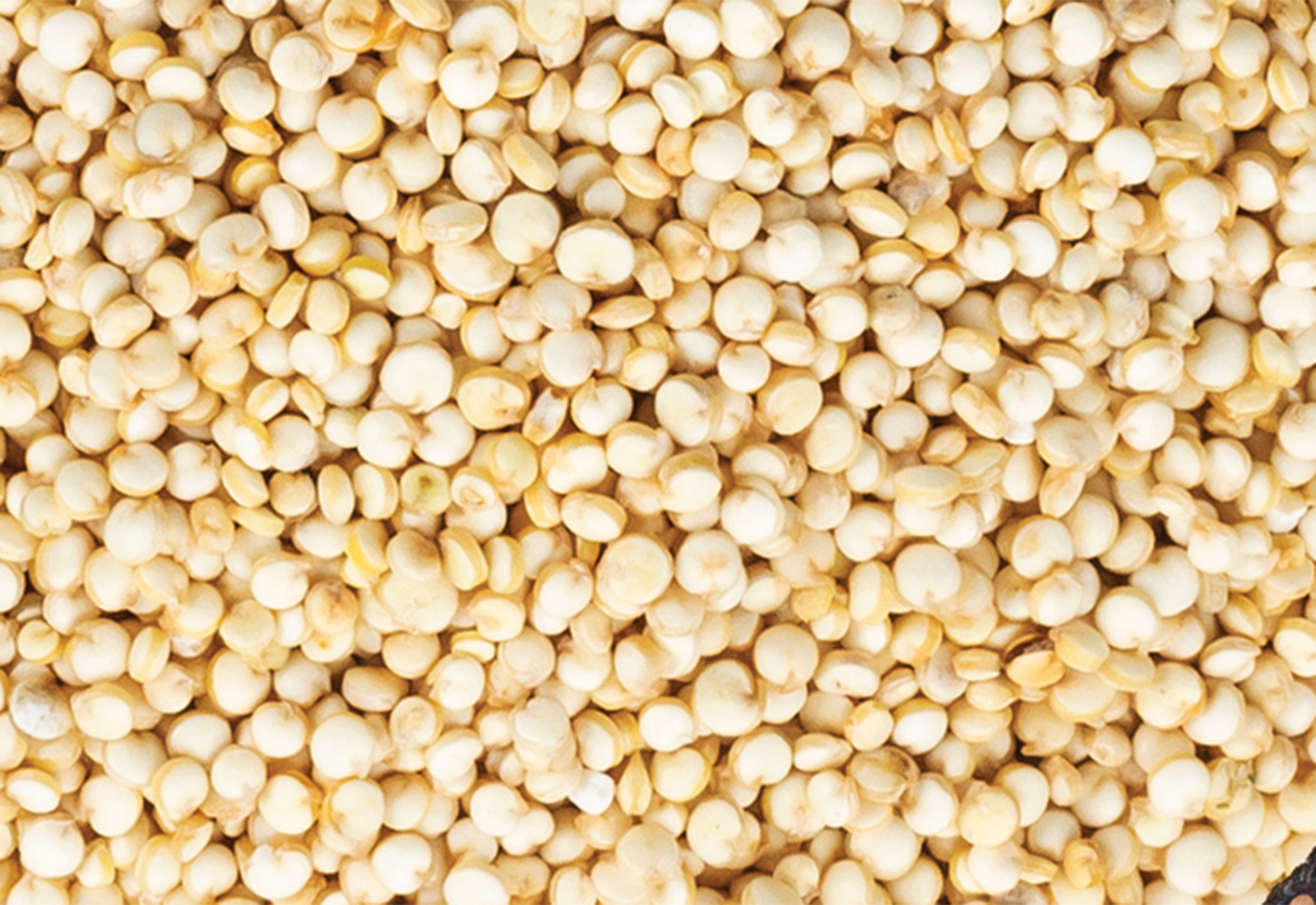 quinoa seeds
