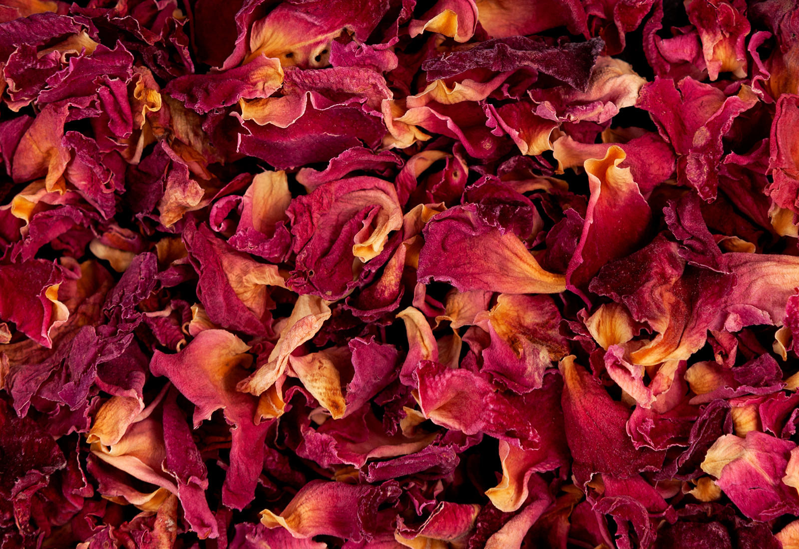 Dried Purple rose petals on dark textured background. Design element. Selective focus, copy space.