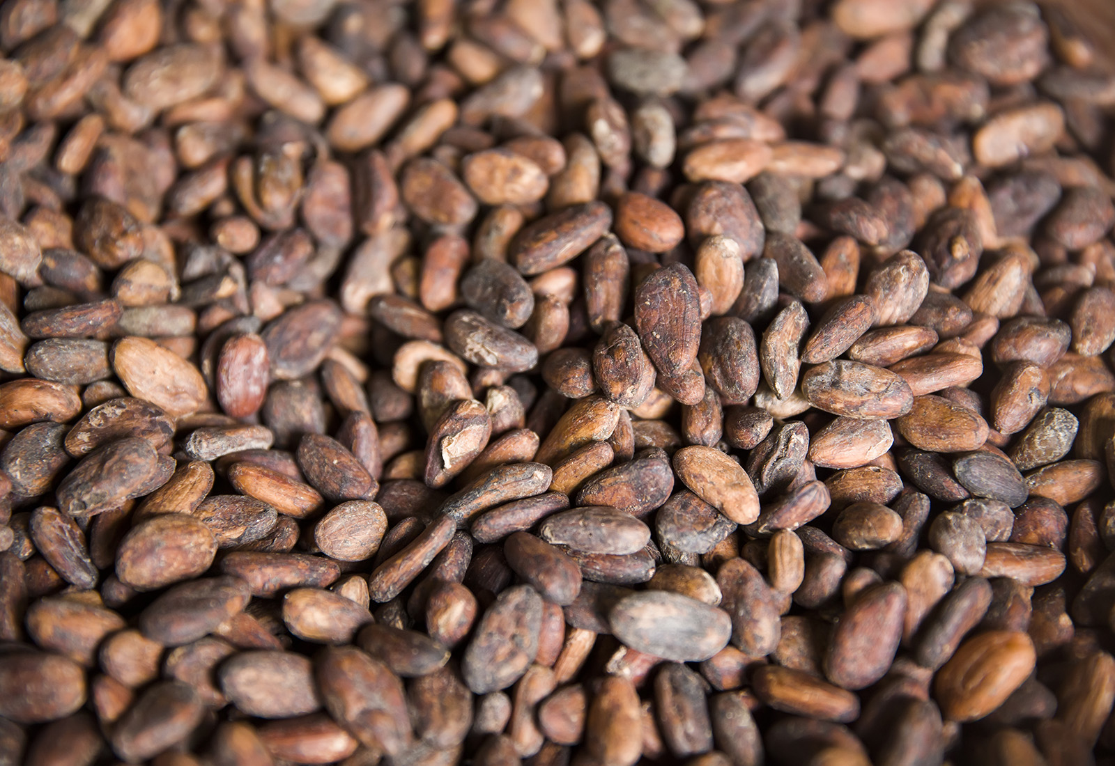 Detail of the raw Kopi Luwak coffee beans on the coffee farm