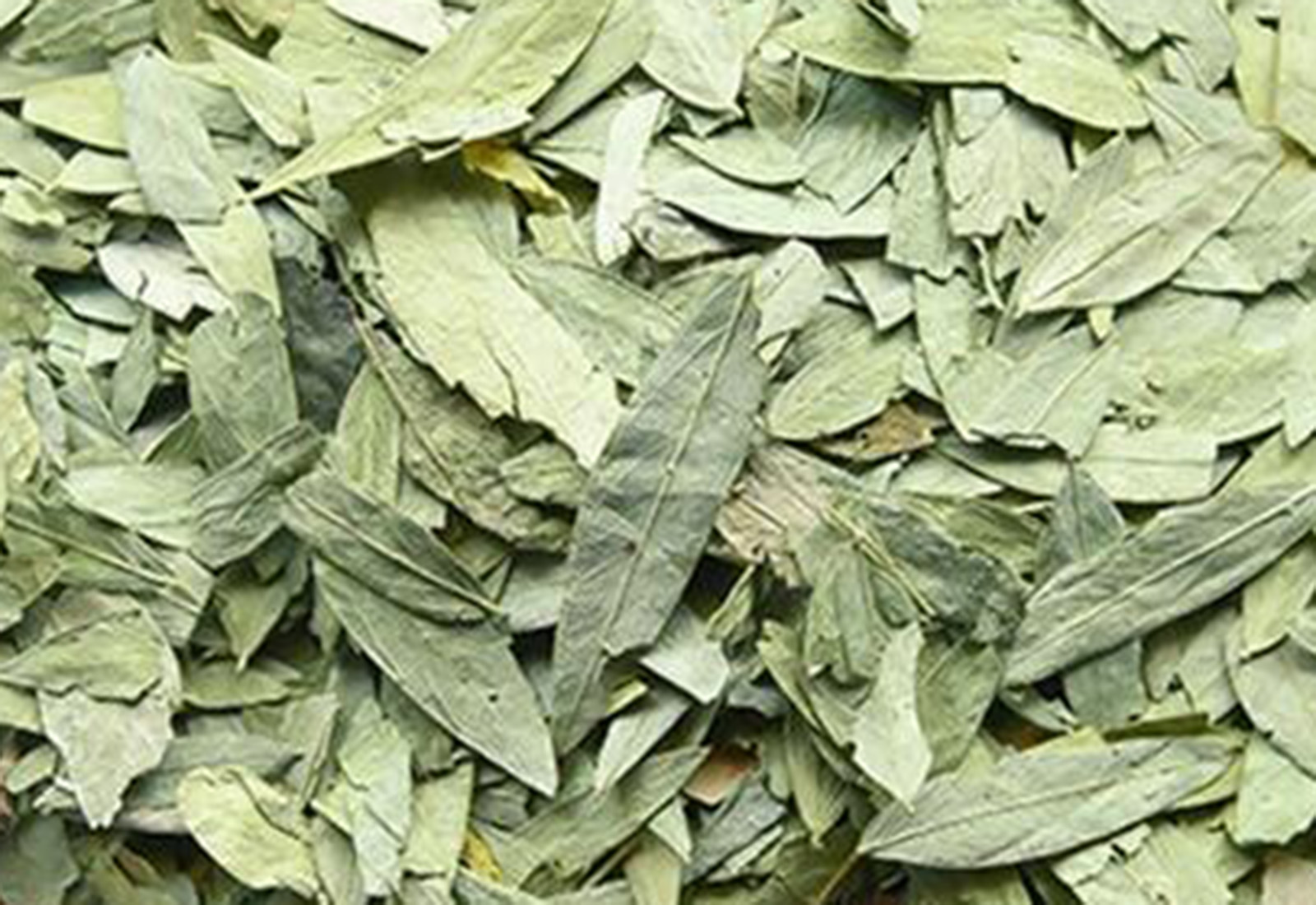 senna leaves